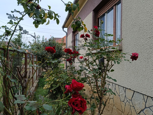 Index image